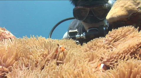 Diver is looking at a clownfish in a anemone Stock Footage 576916