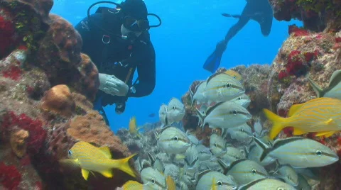 Diver looking at school of fish from below Vidéo 654576
