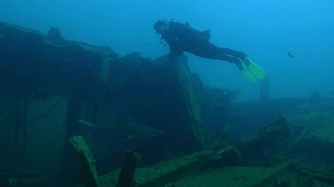 A Diver is looking at a Spotted ragged tooth shark Stock Footage 74930814