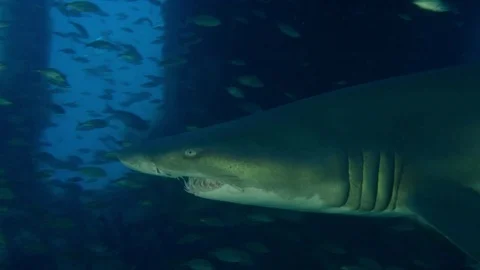 A Diver is looking at a Spotted ragged tooth shark Stock Footage 75168325