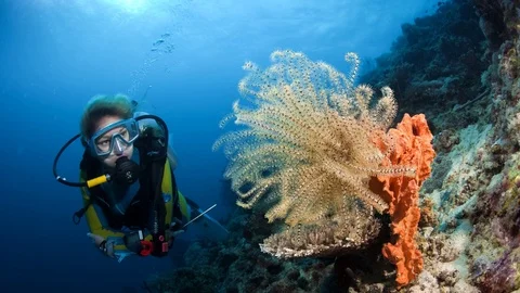 A Diver looks at a Feather star, ANIMATED STILL PHOTO Video stock 80722642