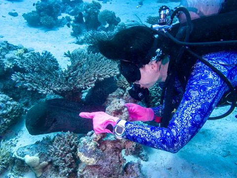 Diver with moray eels on the reefs of the Red Sea Stock Photos
