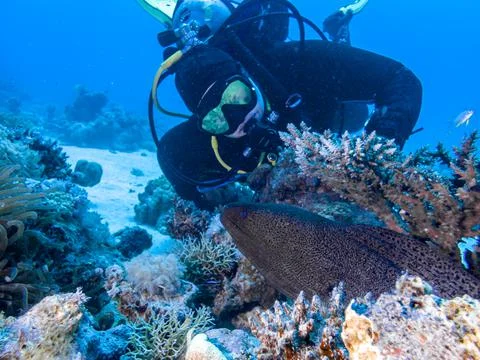 Diver with moray eels on the reefs of the Red Sea Foto stock