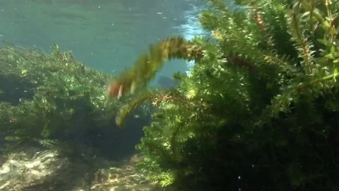 A diver moving with a strong current in a spring, river, Florida Stock Footage 82828708