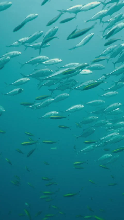 A diver observes a large school of fish passing by Stock Footage 267731751