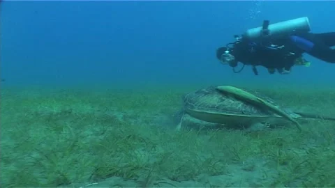 Diver Observing The Green Sea Turtle With Remora Stock Footage 291493289