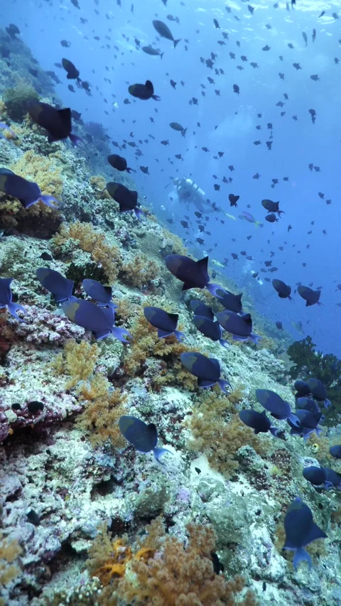Diver observing redtooth triggerfish near colorful reef Video stock 325728476