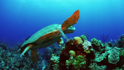 Diver observing sea turtle with short left fin probably from shark attack Stock Footage 148085906