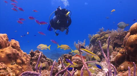 Diver over PR reef 5-20 Stock Footage 911076