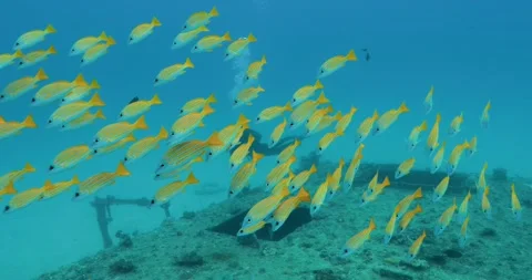 Diver over a shipwreck with school of orange fish swimming. Stock Footage 256325900