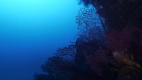 Diver passes near a bunch of red gorgonians on the rock,Ustica,Mediterranean sea Stock Footage 126735709
