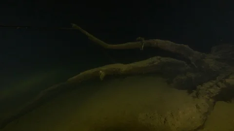 Diver passes near the trunk to which is linked a guide line,Albano lake,Italy Stock-Footage 107589211