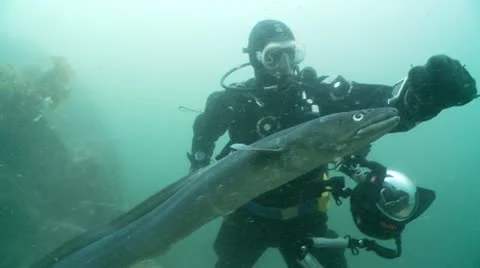 Diver pets conger eel Stock Footage 12499617