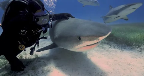 Diver pets a tiger shark as she swims by in the bahamas Stock Footage 304947405