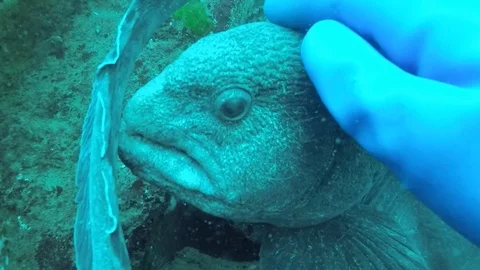 Diver pets wolf eel Stock Footage 88232225