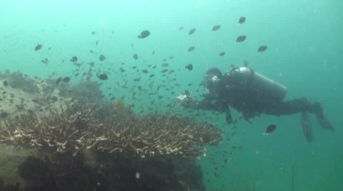 Diver photographing cora Stock Footage 33070127
