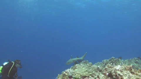 Diver Photographing Shark Stock Footage 157463