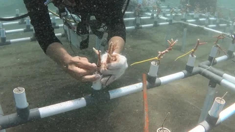 A diver planted coral reefs on the seabed Stock Footage 163320587