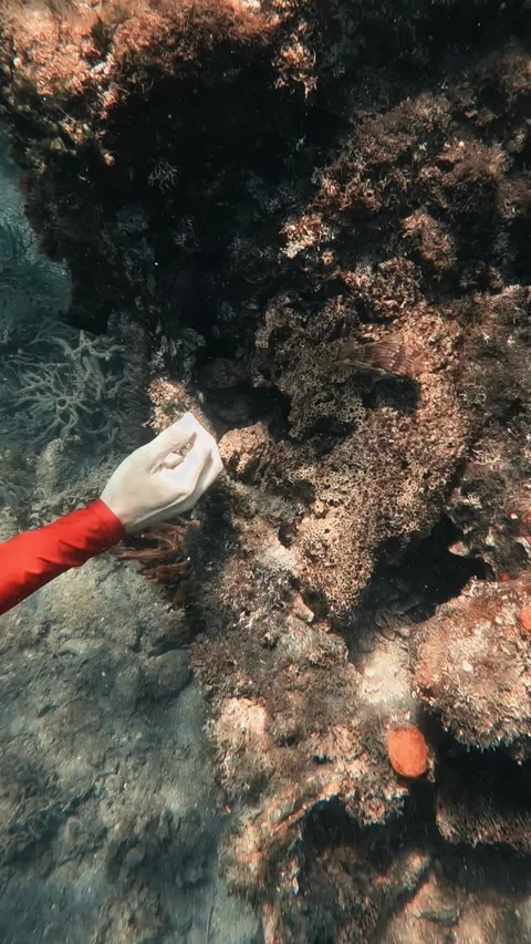 Diver is playing with Puffer fish Stock Footage 278834460