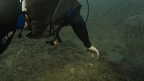 A diver poked a snake 스톡 동영상 82706848