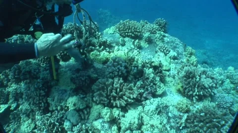 Diver Poking at Coral Stock Footage 5249204