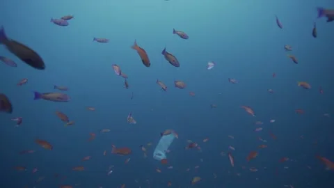 Diver POV Picking UP Plastic Underwater, Philippines Stock Footage 169147220