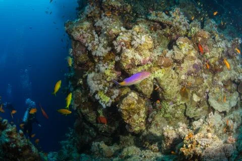 Diver on the reaf Stock Photos