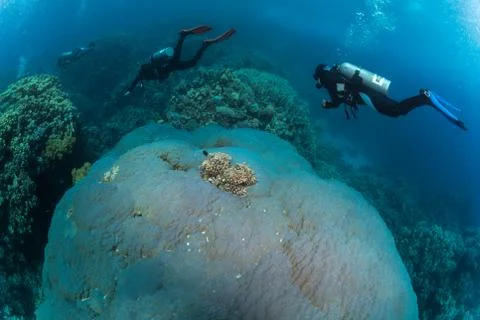 Diver on the reaf Stock Photos