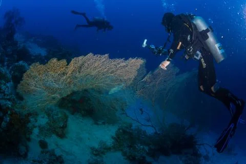 Diver on the reaf Stock Photos