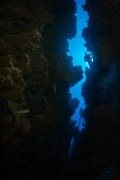 Diver on the reaf Foto stock