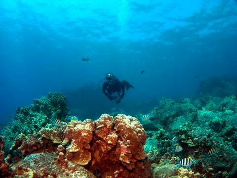 Diver on a reef with sergeant major fish Foto stock