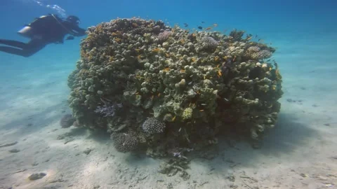 Diver  on the reefs of the Red Sea Stock Footage 246631545