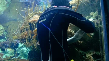 A diver replace a coral in a tropical fish tank Video stock 85578403