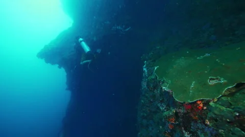 Diver reveals vibrant life forms thriving underwater Video stock 305958889
