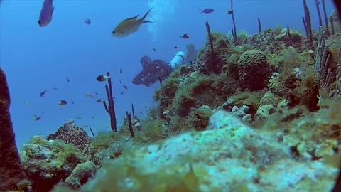 The diver sails near the reef. 스톡 동영상 75675043