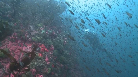Diver in School of Fish Central Coast California Video stock 79474683