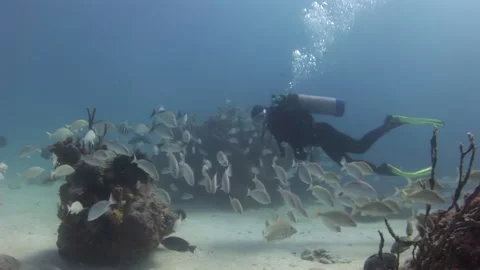 Diver with school of fish Grumpy fish on background underwater seabed of ocean. Stock Footage 233515480