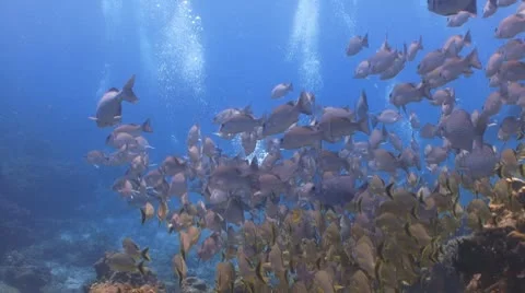 Diver with schools of tropical fish Vidéo 10796514