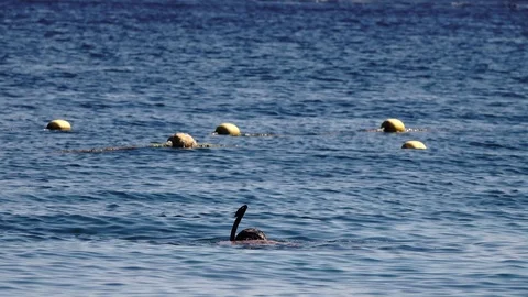 A diver in the sea of Eilat 스톡 동영상 124123686