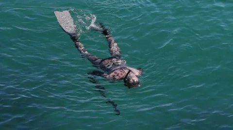 Diver in the sea Stock Footage 1097826