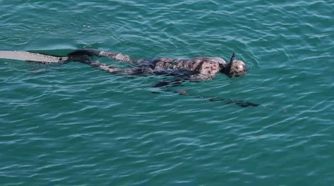 Diver in the sea Stock Footage 1097834