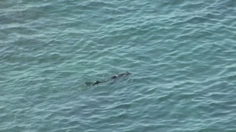 Diver in the Sea Stock Footage 7741253