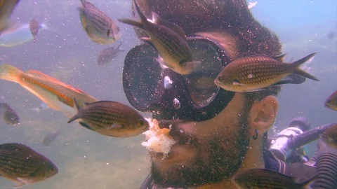 Diver is sharing bread with fishes from his mouth Stock Footage 116547752