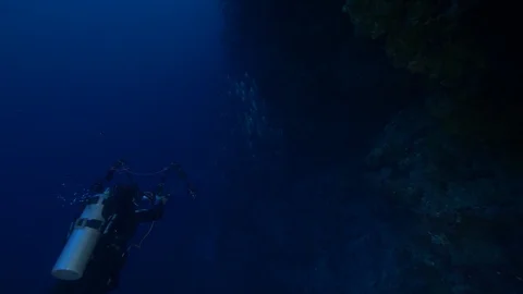 Diver shoots a school of fish next to coral reef, Ras Mohammed,Red Sea,Egypt Stock Footage 105584240