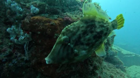 Diver spots danger Stock Footage 246498768