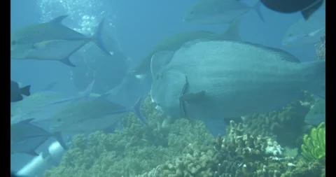 Diver surrounded by bumphead parrotfish and trevallies Stock Footage 327542753