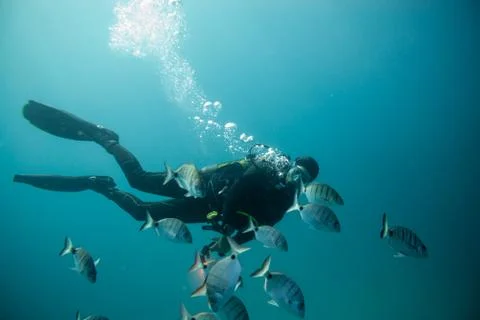 Diver surrounded by a group of fish Stock Photos