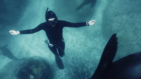 Diver surrounded by seals Stock Footage 279418598