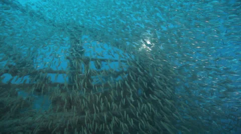 Diver surrounded by shoal of fish inside the ship wreck 库存影片 22700703