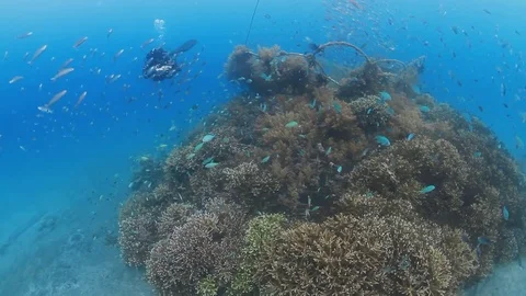 Diver swim over the Artificial reef in Pemuteran, Bali Stock Footage 83150160